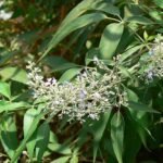 Green Nochi Plant (Vitex negundo) Live Plant
