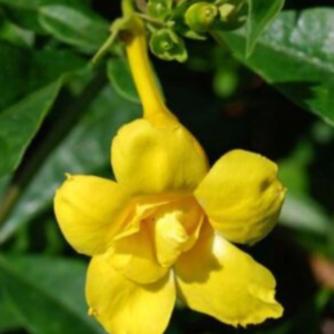 Allamanda Yellow Double Petal Creeper/Climber Flowering Live Plant