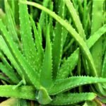 Aloe Vera Plant Live Plant