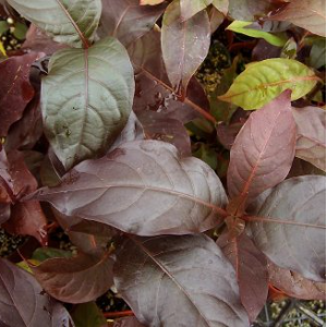 Caricature (Graptophyllum pictum) ‘Bronze’ Live Plant