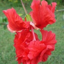 Hibiscus Red Double Desi Flowering Live Plant