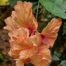 Hibiscus Sandal Double Desi Flowering Live Plant