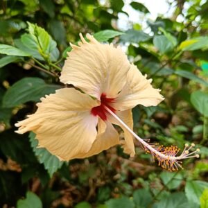 Hibiscus Sandal Desi Flowering Live Plant