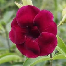 Allamanda Red Velvet All Time Flowering Live Plant
