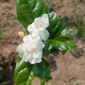 My Garden – Layered Jasmine (Adukku Malli) Live Plant – Fragrant, Bushy Shrub for Home & Garden (Copy)