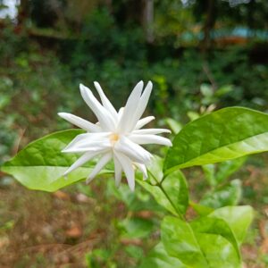 My Garden – Mysore Malli All Time Flowering Live Plant – Fragrant & Ever-Blooming Jasmine Variety